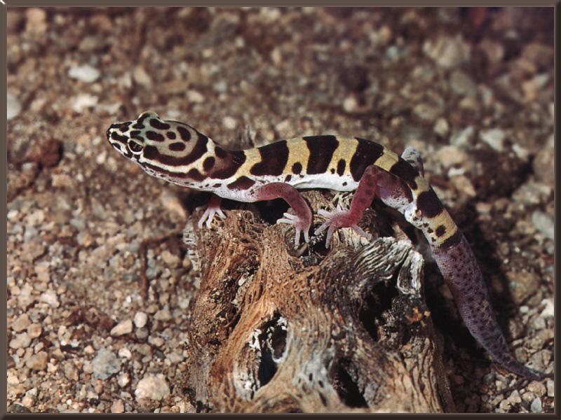 Western Banded Gecko 01.jpg
