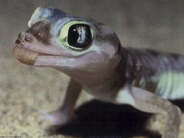anim003-Web-footed Sand Gecko-Closeup.jpg