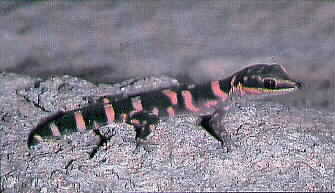 Velvet Gecko-pic06.jpg
