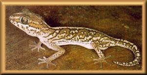 gecko-b-Madagascar Ground Gecko.jpg