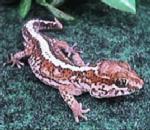 Madagascar Ground Gecko.jpg