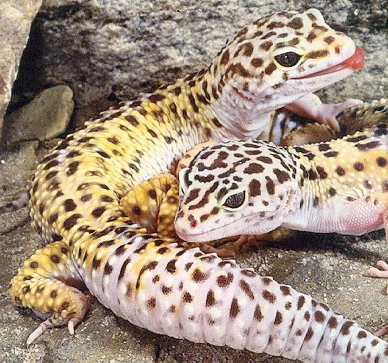 gecko01-Leopard Geckos.jpg