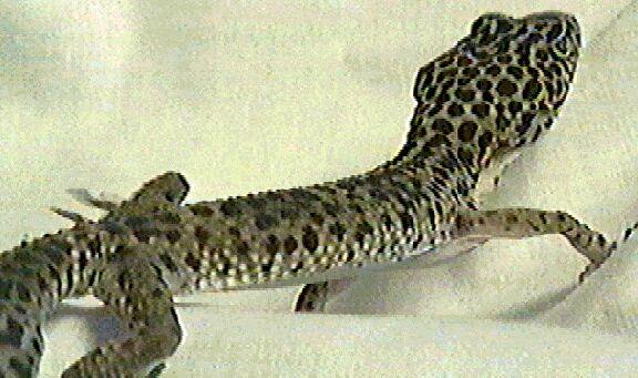Leopard Gecko-Rear View.jpg