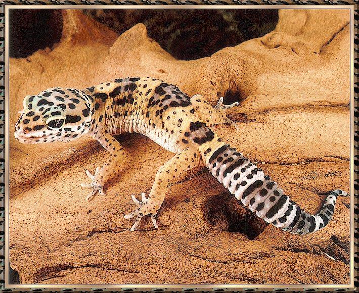 Lizard bb005-Leopard Gecko-closeup on old log.jpg