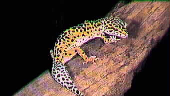 Pakistan Leopard Gecko-pic37.jpg