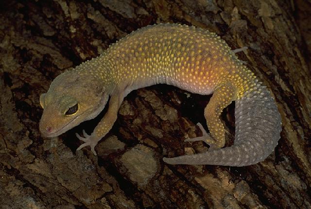 Leucistic Leopard Gecko-Female-h11.jpg