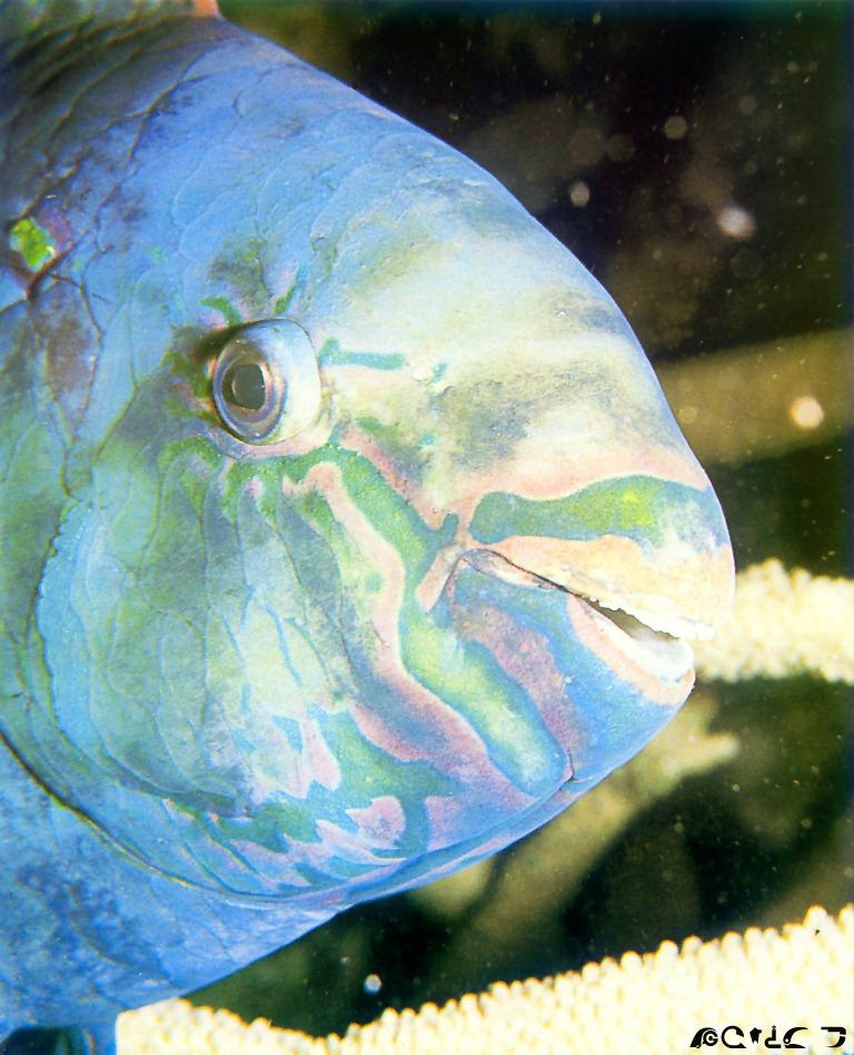 Parrotfish-face closeup.jpg