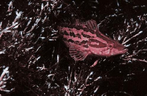 Giant Kelpfish-red phase.jpg