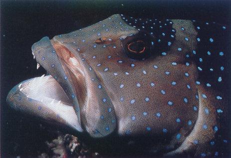 lj Jeff Rotman Dothead Rock Grouper-Great Barrier Reef.jpg