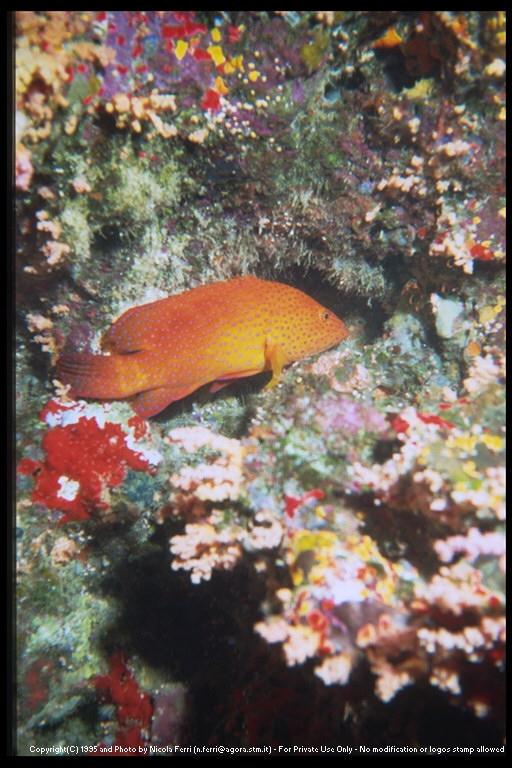 deepsea-redfish-sub00036.jpg