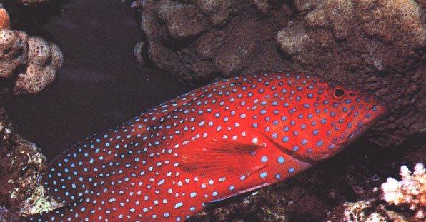 Under Water-Grouper Fish3-Red.jpg