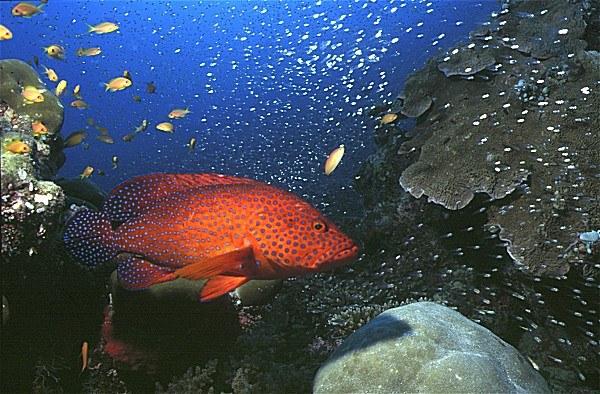 07-Coral Grouper.jpg