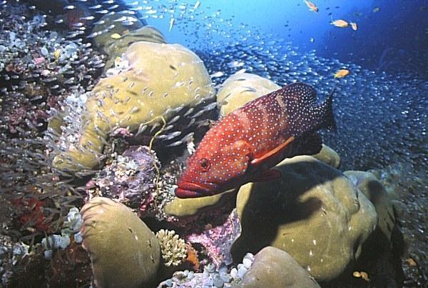 08-Coral Grouper.jpg