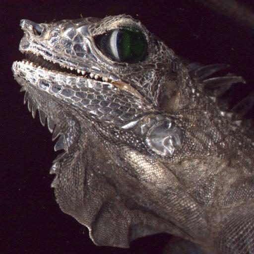 iguana1-face closeup.jpg