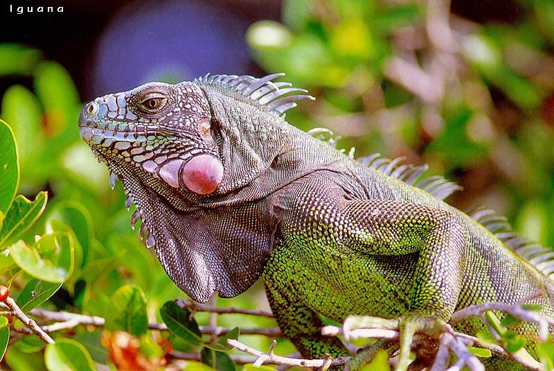 Iguana On Tree.jpg