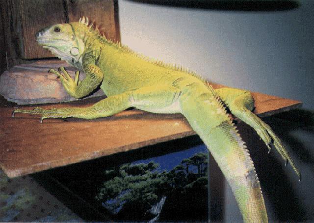 iguana repose.jpg