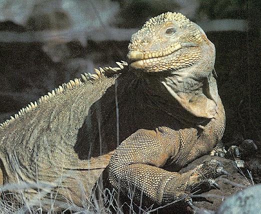 iguana2-Galapagos Land Iguana-closeup.jpg