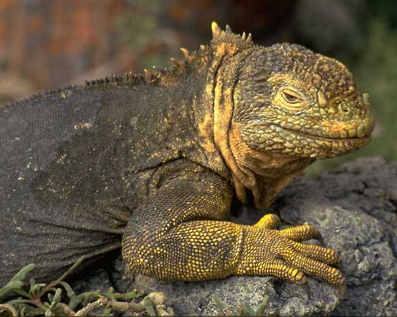 animalwild080-Galapagos Land Iguana-Closeup.jpg