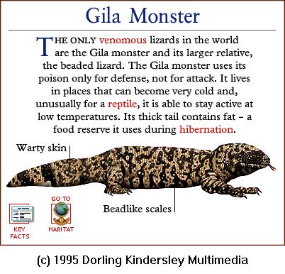 DKMMNature-Reptile-Poisonous Lizard-Gila Monster.gif