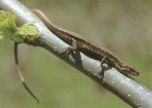 lizard 10-Alopoglossus sp-from Amazon Basin.jpg