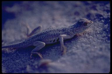 P090 044-Lizard-on ground closeup.jpg