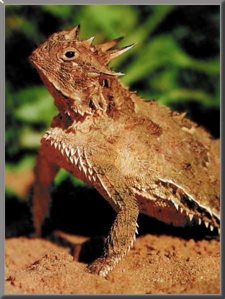 Horned Lizard 02-Closeup.jpg