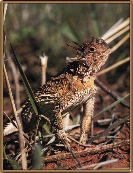 Horned Lizard 01-In Bush-Head Up.jpg