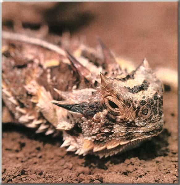 Horned Lizard 06-Face Closeup.JPG