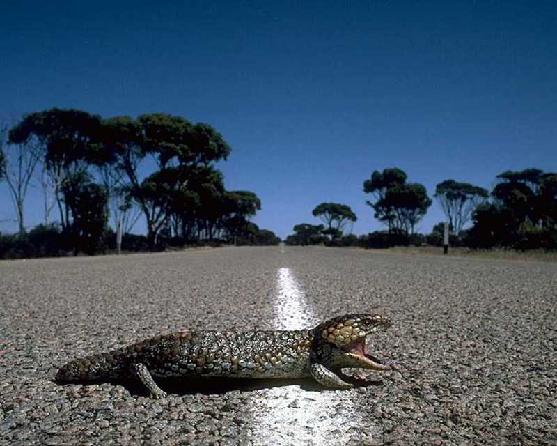 animalwild002-Australian Shingleback Skink-on road.jpg