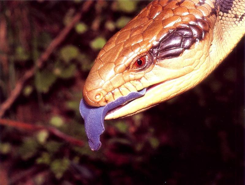 dcwa oz 149 blue tongue lizard.jpg