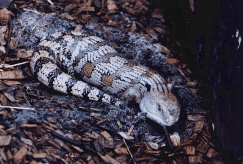 bluetongue Skink lizard.jpg