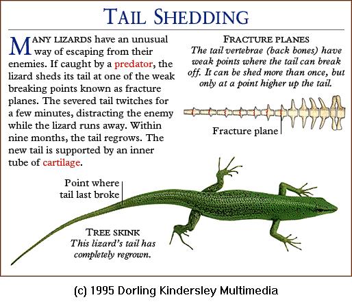 DKMMNature-Reptile-Green Tree Skink Lizard-Tail Shedding.gif