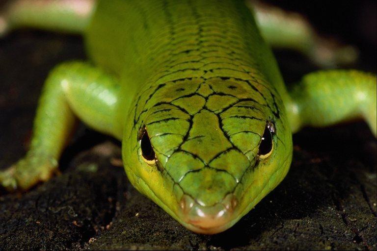 reptile-Green Tree Skink-face closeup.jpg