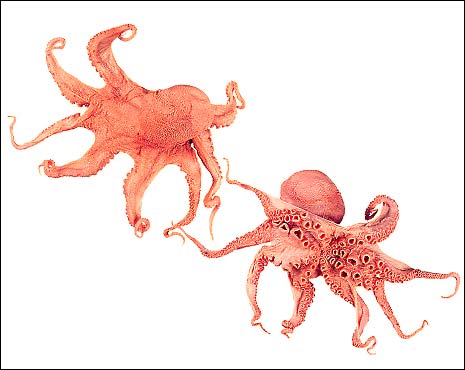 Ocellated octopus (Octopus ocellatus),.jpg