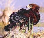 Greater Spotted Eagle.jpg