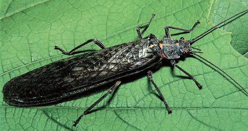 insect-stonefly-on-leaf.jpg
