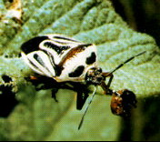 Light form of two spotted stink bug adult.jpg