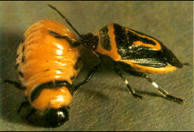 Dark form of two spotted stink bug adult.jpg