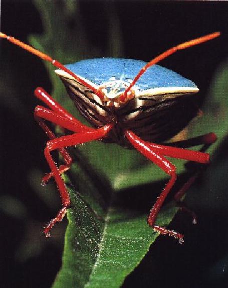 Insect-StinkBug-Front View Closeup.jpg