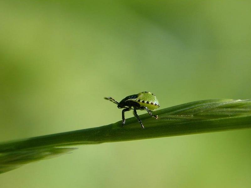 Green Beetle 01.jpg