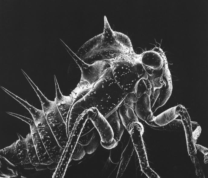 Electron Microscopy-Nymph-Baby Insect.jpg