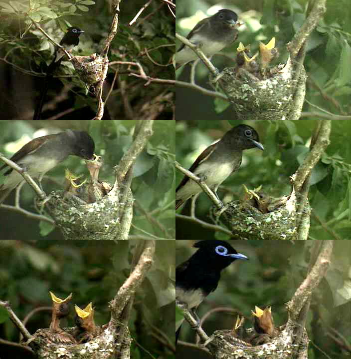 Black Paradise-flycatcher(Tersiphone atrocaudata), Korea.jpg