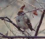 Eurasian Tree Sparrow.jpg