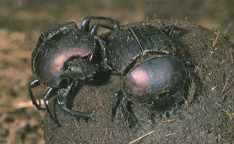 African Dung Beetles.jpg