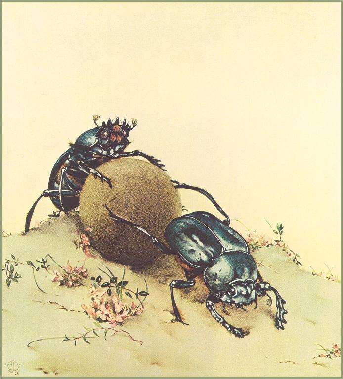 Detmold-Edward Julius-The Sacred Beetle-sj.jpg