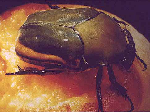 dung beetle Scarabaeidae family.jpg