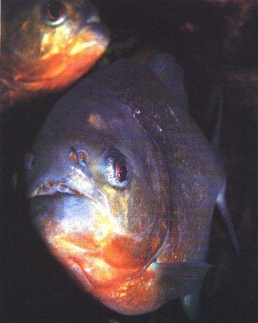 Red-bellied Piranha-Face Closeup.jpg