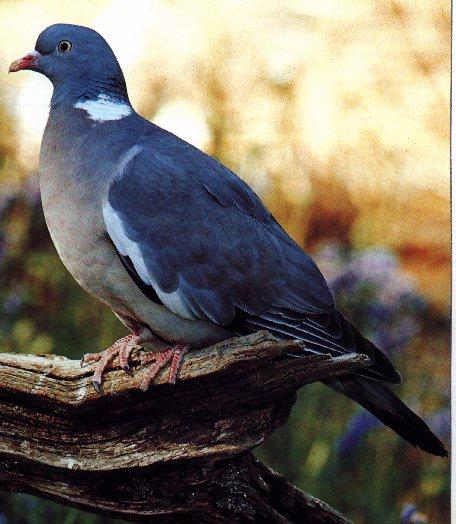 Blue Wood-Pigeon-On Log.jpg