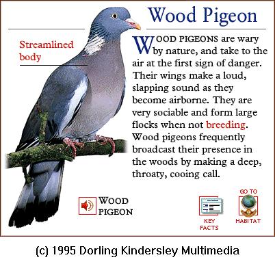 DKMMNature-Bird-Wood-Pigeon.gif