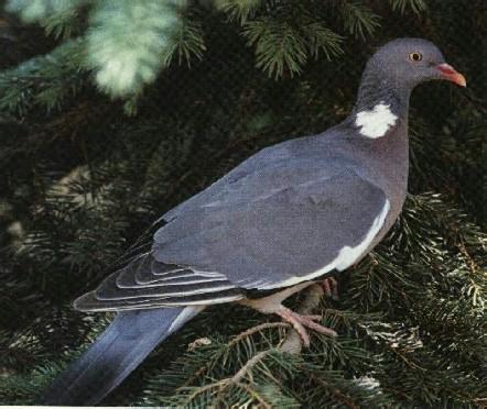 Duva-Swedish Dove-on tree.jpg